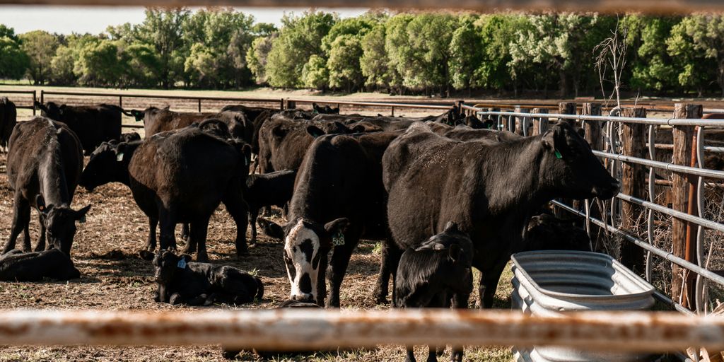 a herd of cattle standing on top of a dry grass field