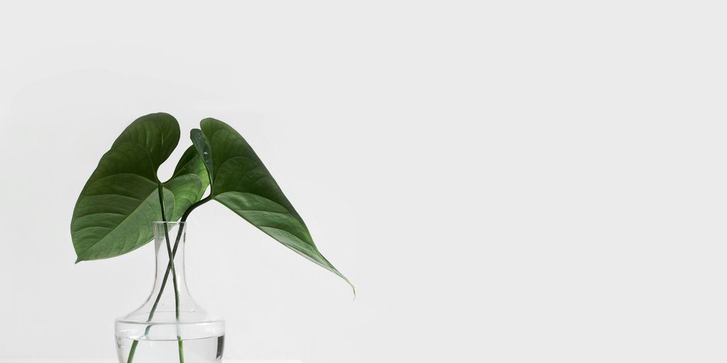 green leafed plant on clear glass vase filled with water